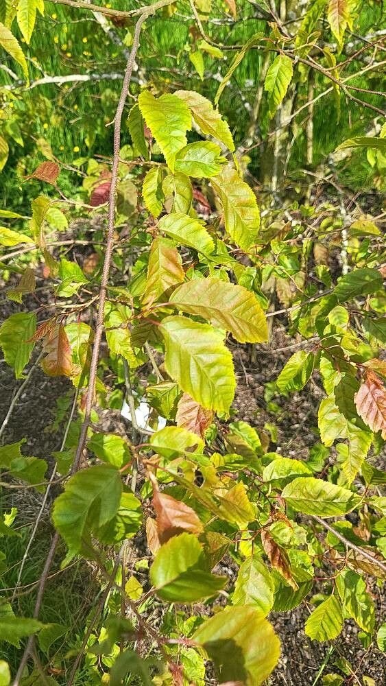 Carpinus viminea — search result for 'Carpinus'