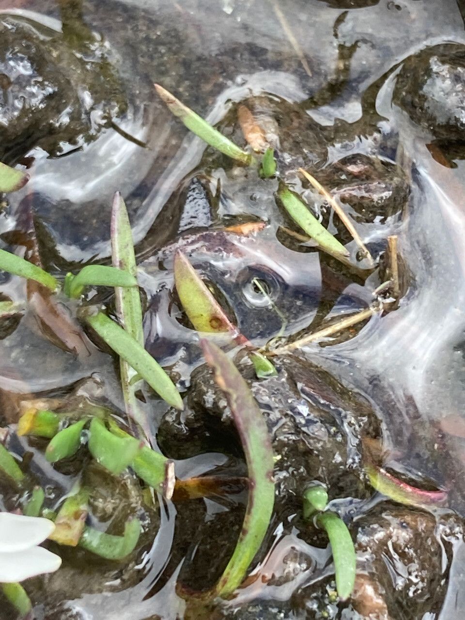 Werneria pygmaea — houseplant care guide