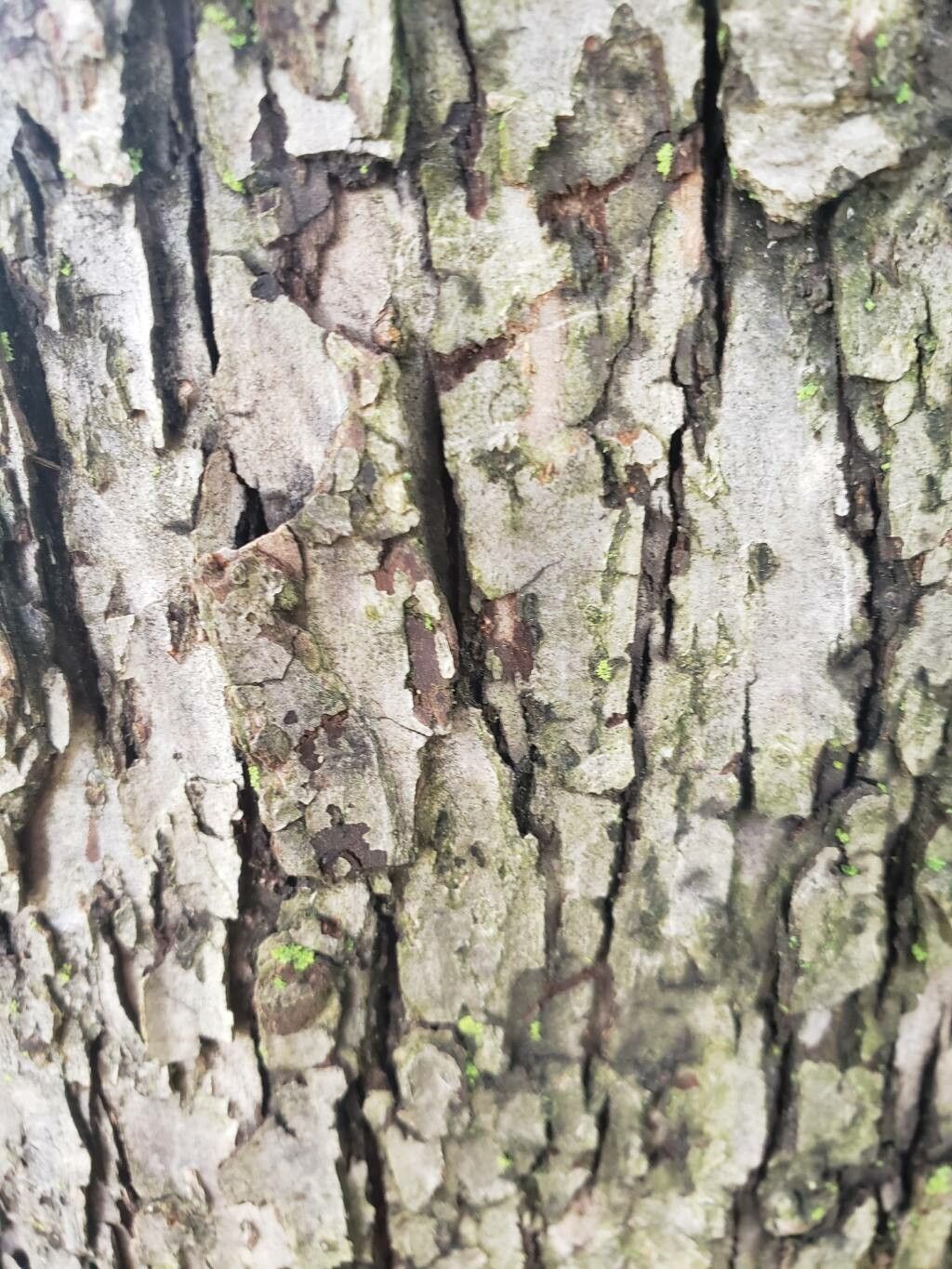 Malus mandshurica bark