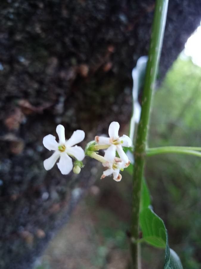 Guettarda uruguensis flower