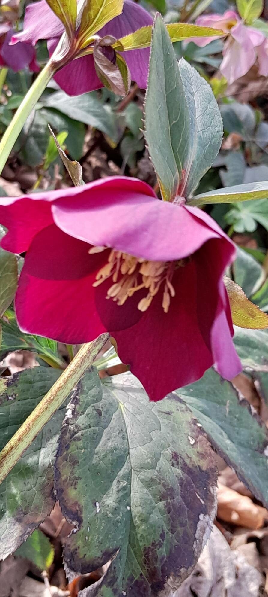 Helleborus × hybridus flower