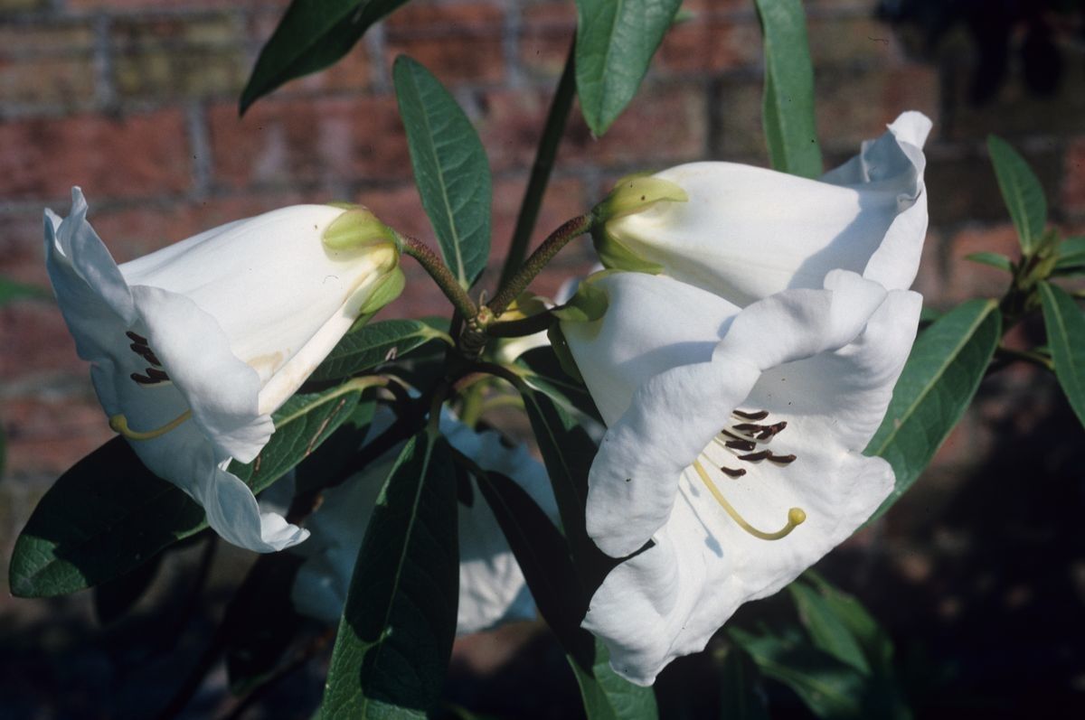Rhododendron taggianum flower