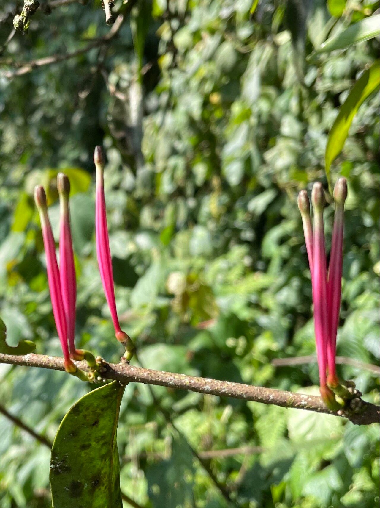 Tapinanthus constrictiflorus fruit