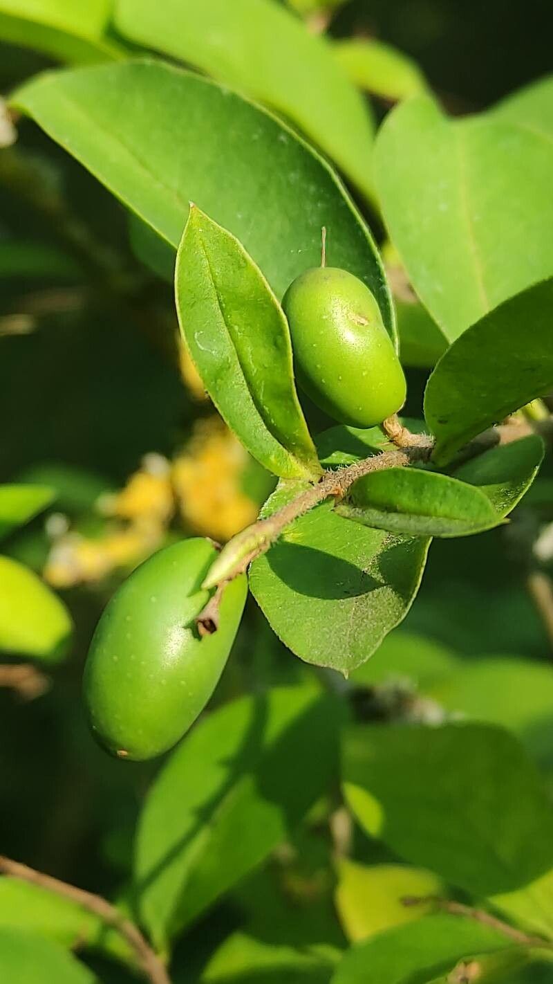 Ligustrum leucanthum fruit