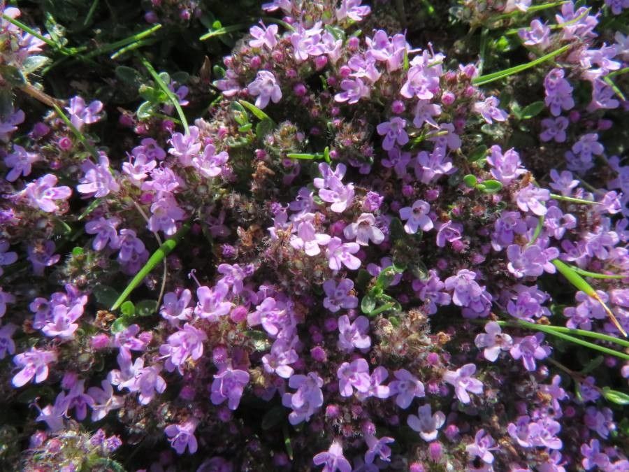 Thymus polytrichus — search result for 'Thymus'