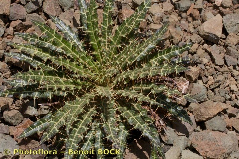 Ptilostemon dyricola habit