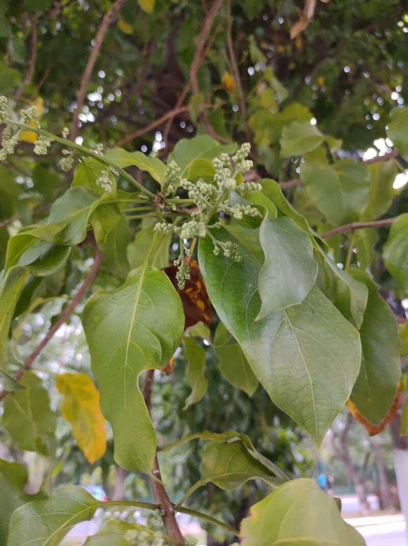 Combretum woodii leaf