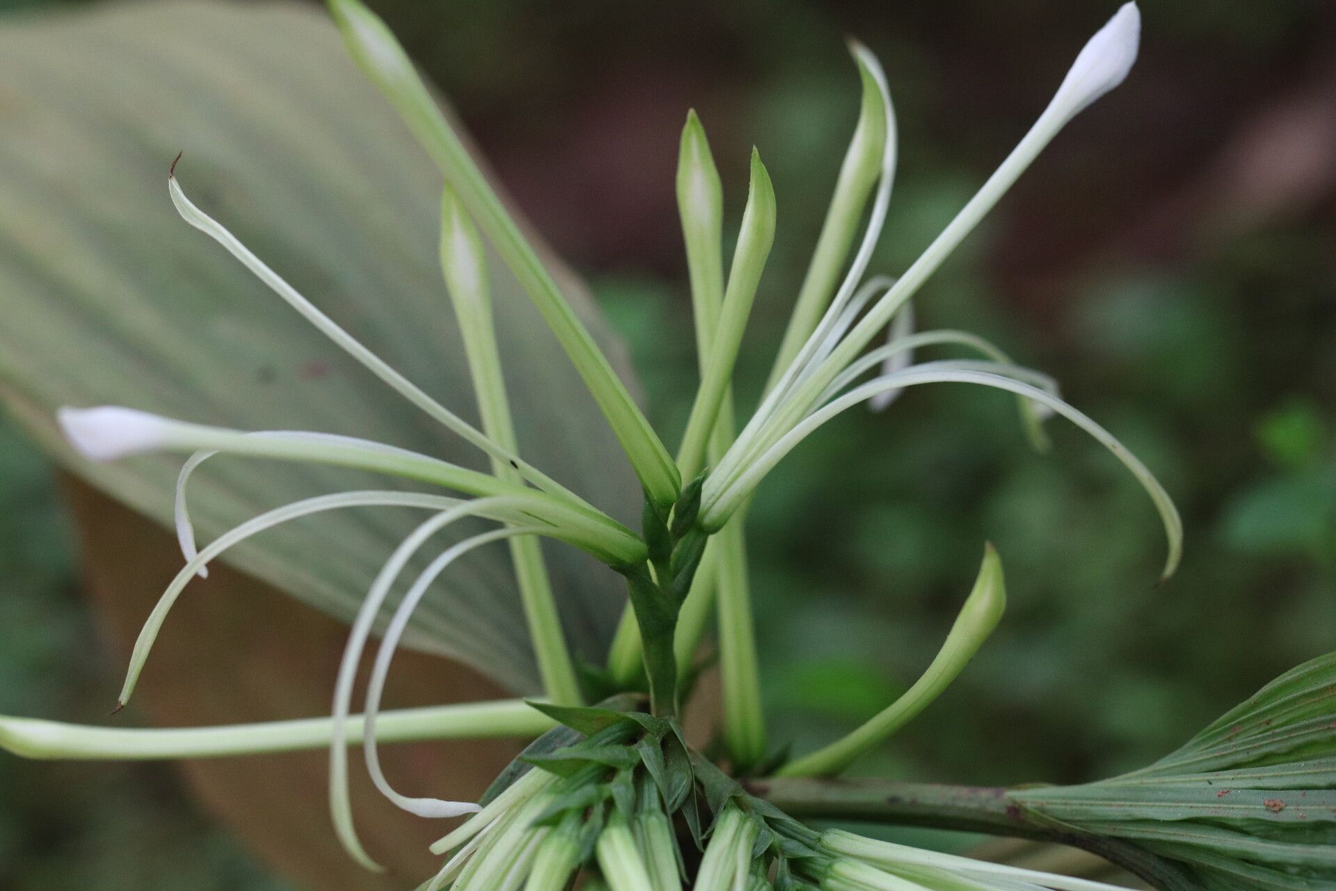 Corymborkis corymbis — related species from the same genus