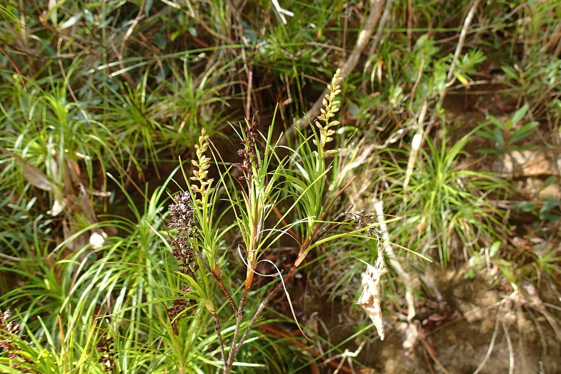 Dracophyllum balansae habit
