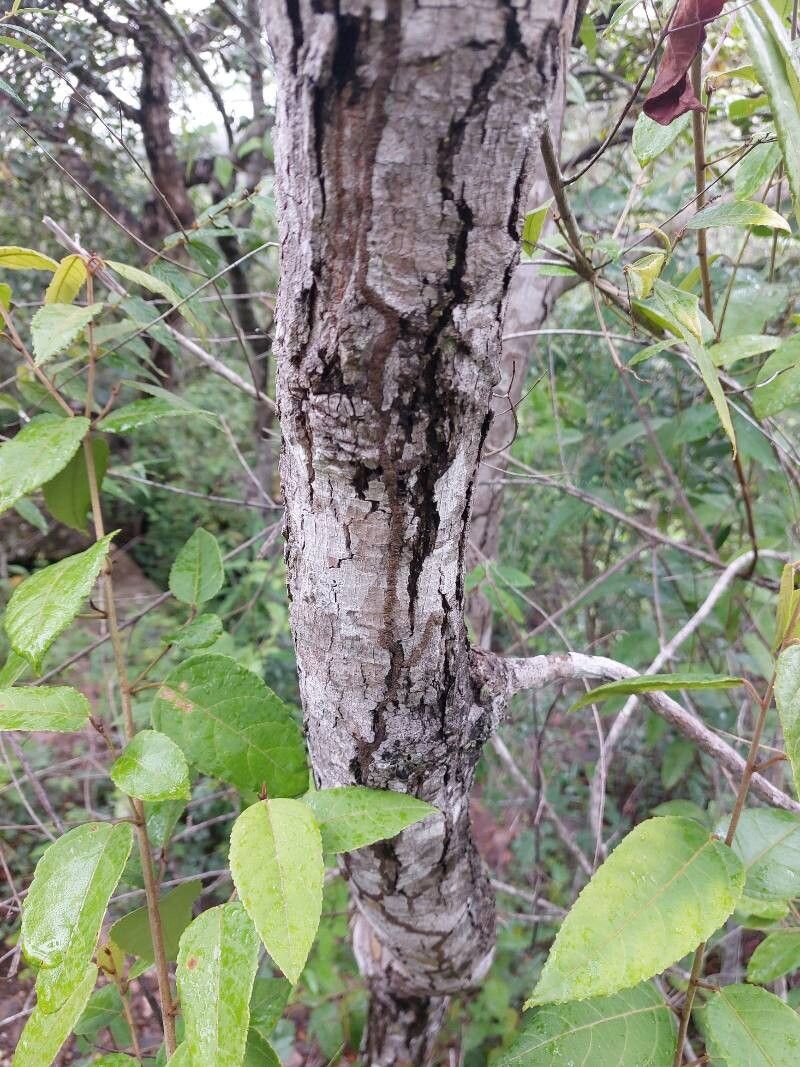 Simarouba versicolor bark