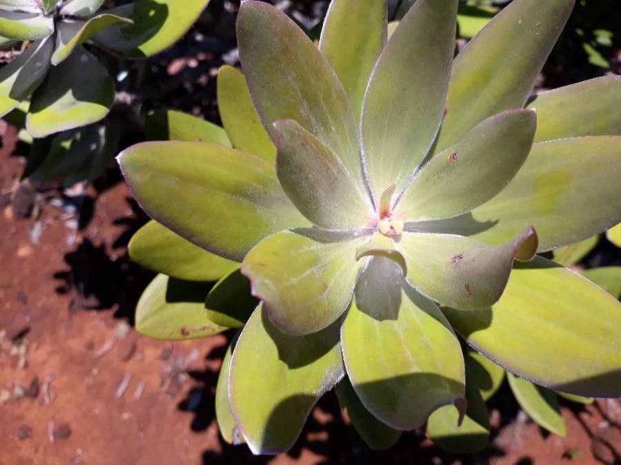 Melaleuca dawsonii — houseplant care guide