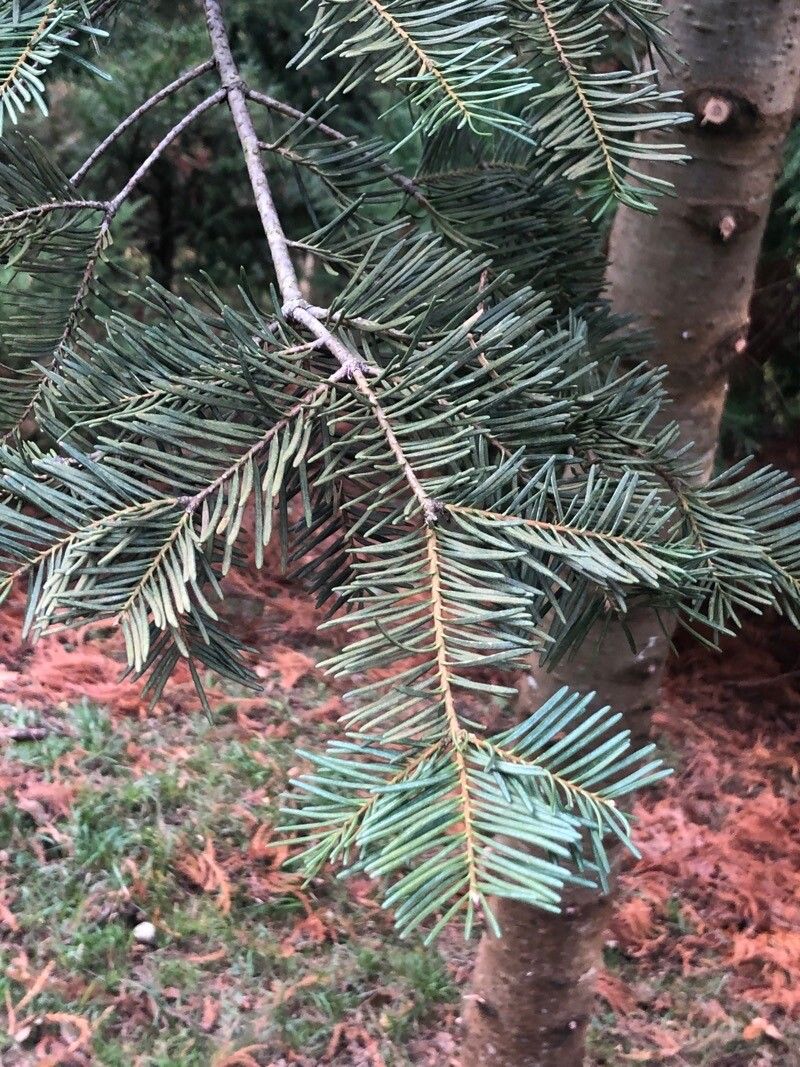 Abies amabilis