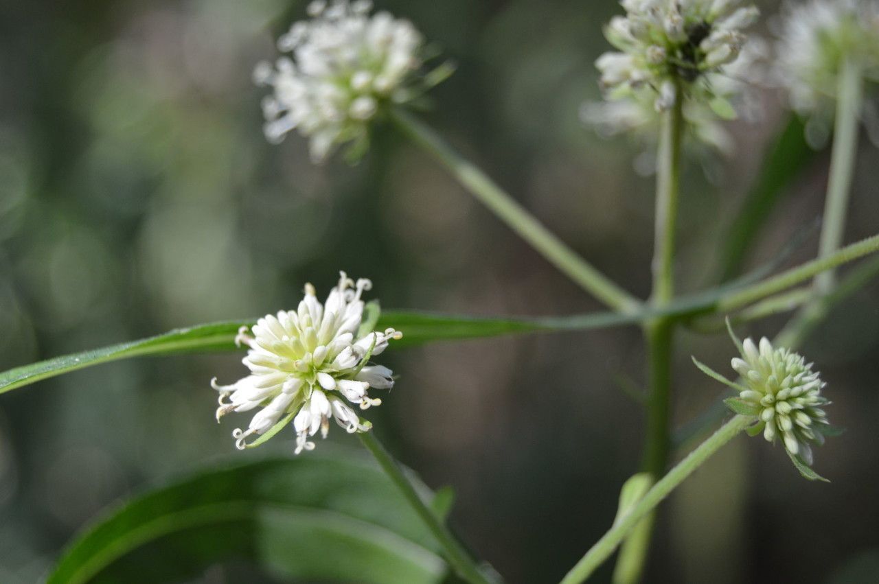 Verbesina walteri flower