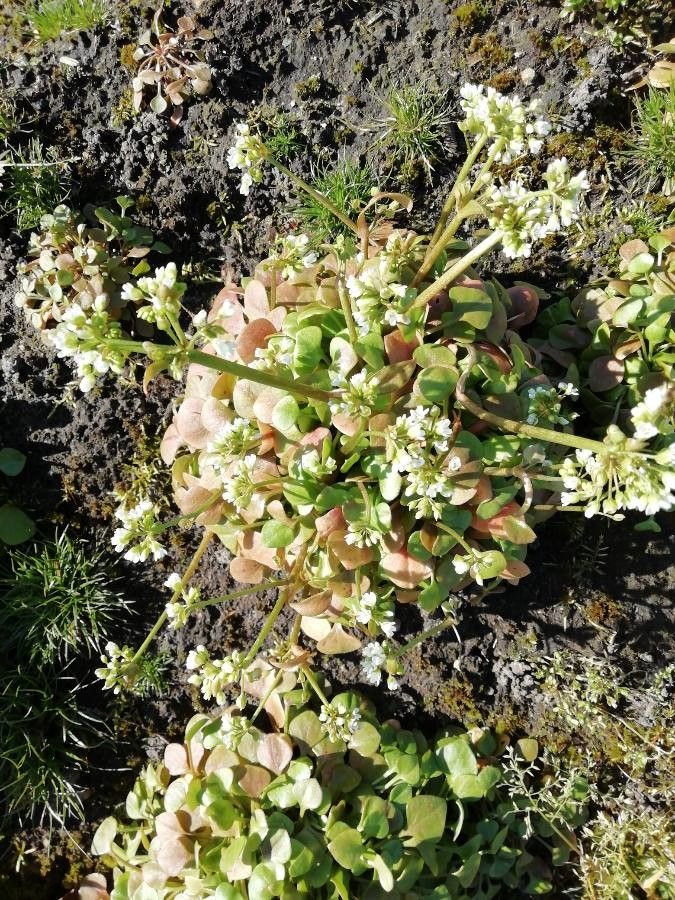 Claytonia rubra flower