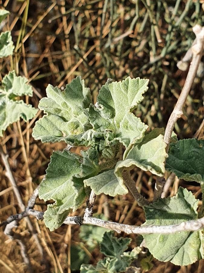 Malvella leprosa leaf