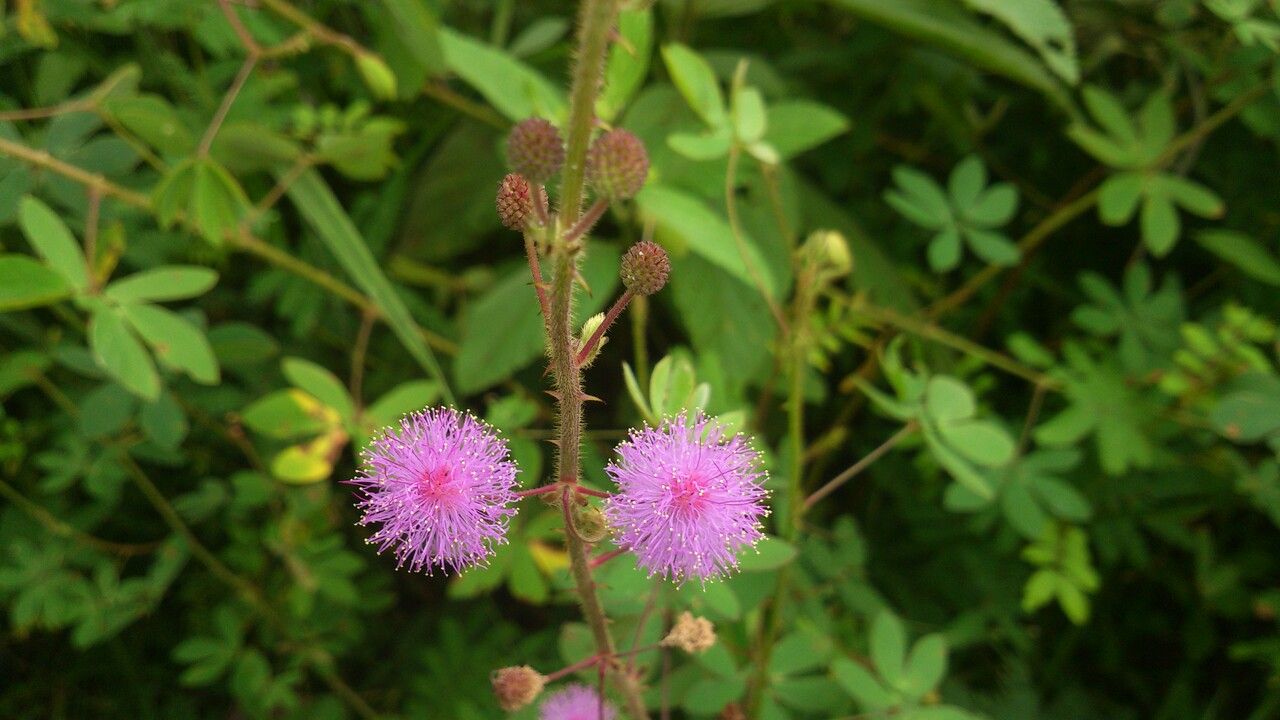 Mimosa debilis flower
