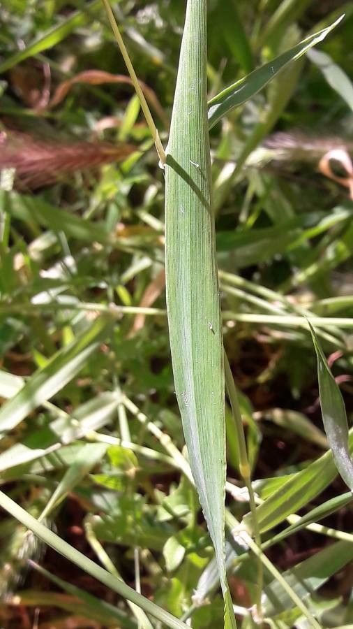Phleum phleoides leaf