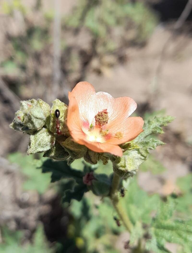 Sphaeralcea cordobensis flower