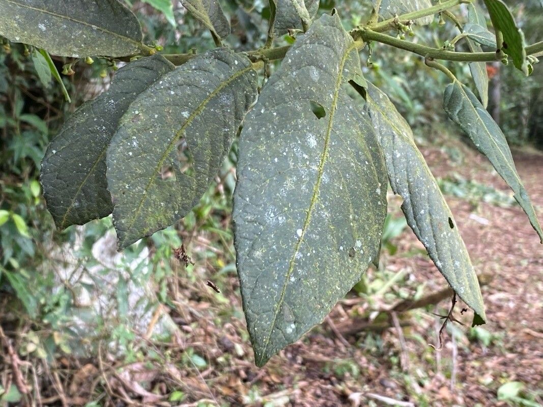 Siparuna gesnerioides — houseplant care guide