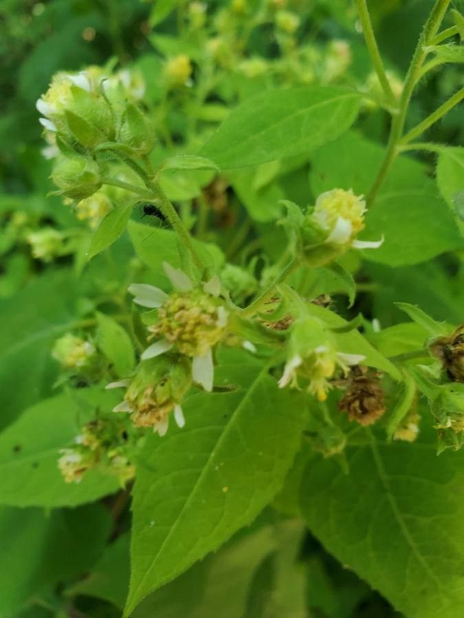 Polymnia canadensis flower