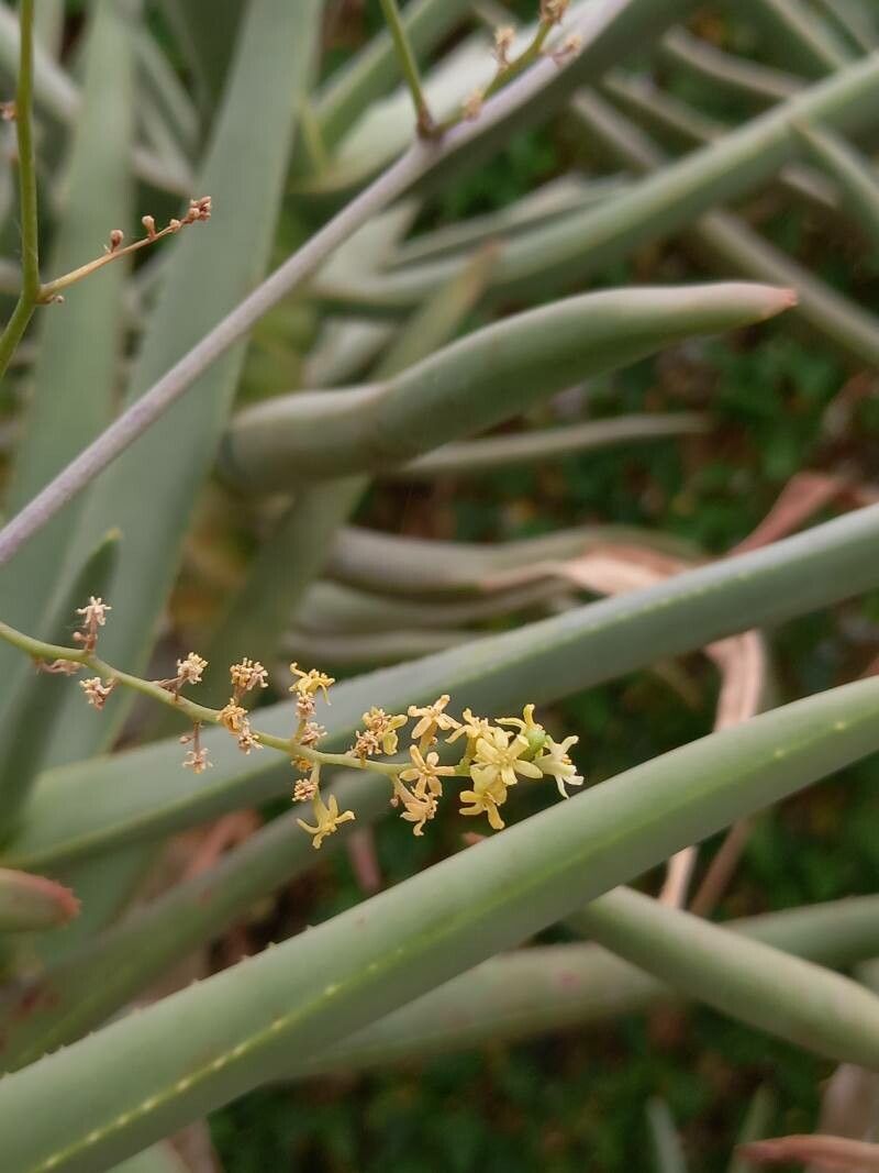 Aloe ramosissima flower