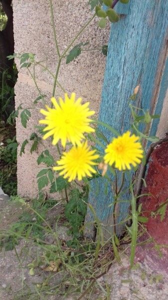 Xanthisma texanum — related species from the same genus