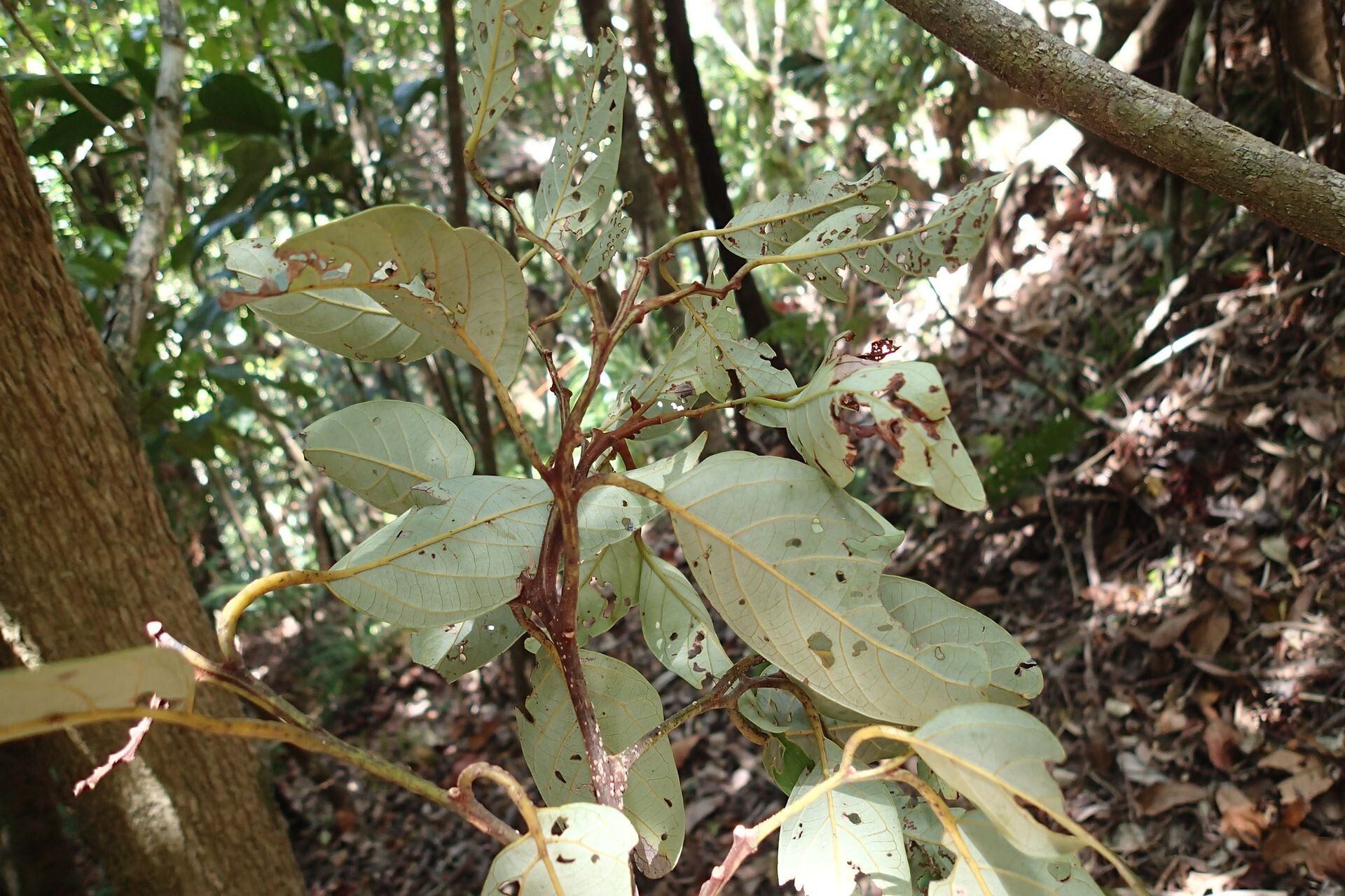 Cryptocarya pluricostata habit