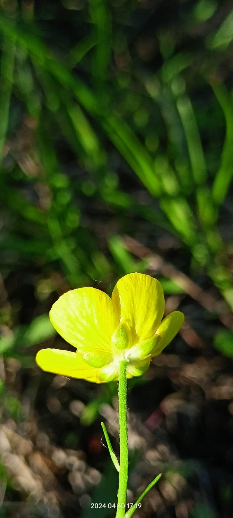 Ranunculus pedatus flower