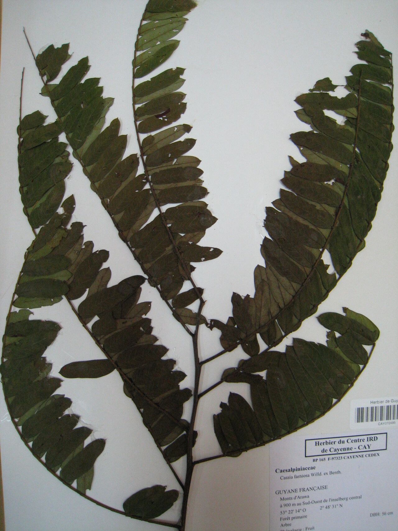 Cassia fastuosa — search result for 'Cassia'