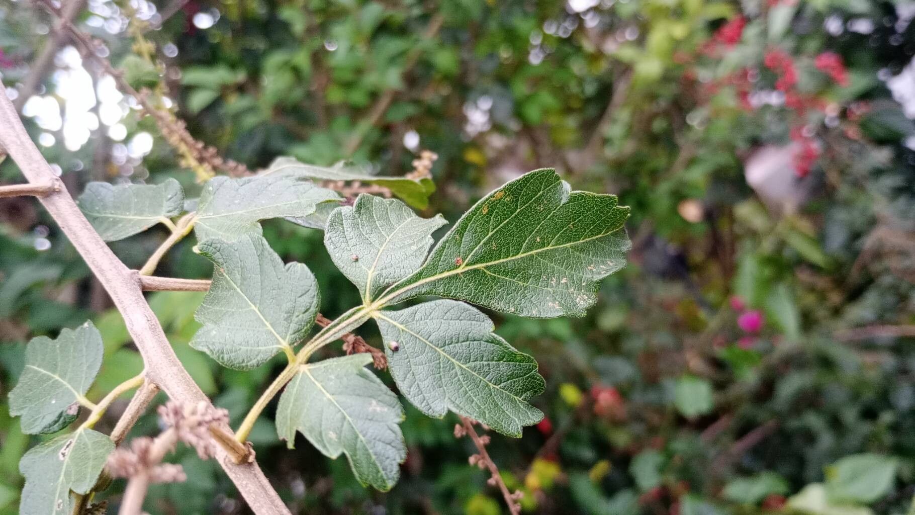 Paullinia tomentosa — houseplant care guide