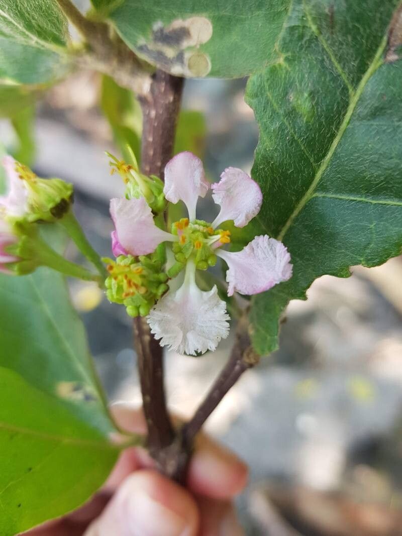 Malpighia stevensii flower