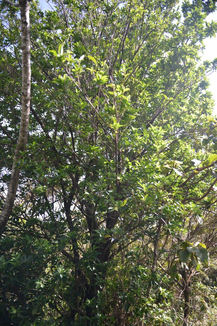 Viburnum costaricanum habit