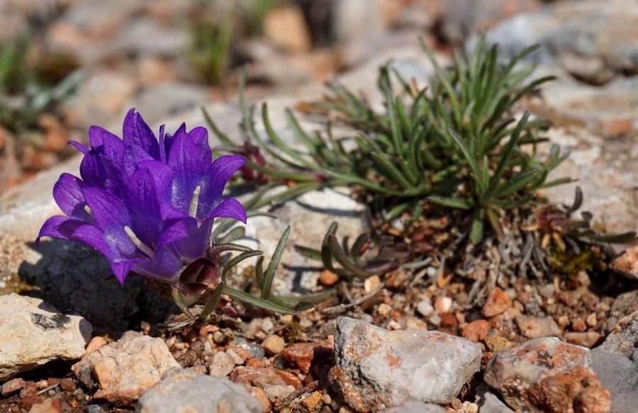 Edraianthus serbicus — search result for 'Edraianthus'