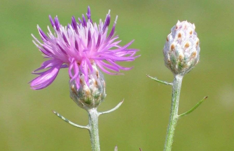 Centaurea caliacrae — houseplant care guide