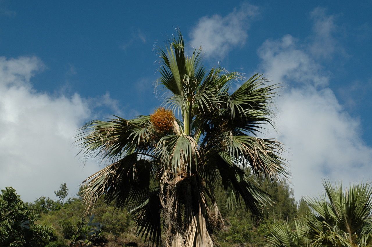 Pritchardia remota — search result for 'Pritchardia'