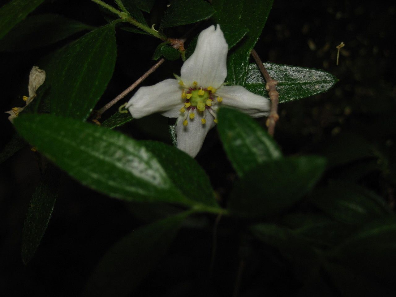 Philadelphus texensis — houseplant care guide