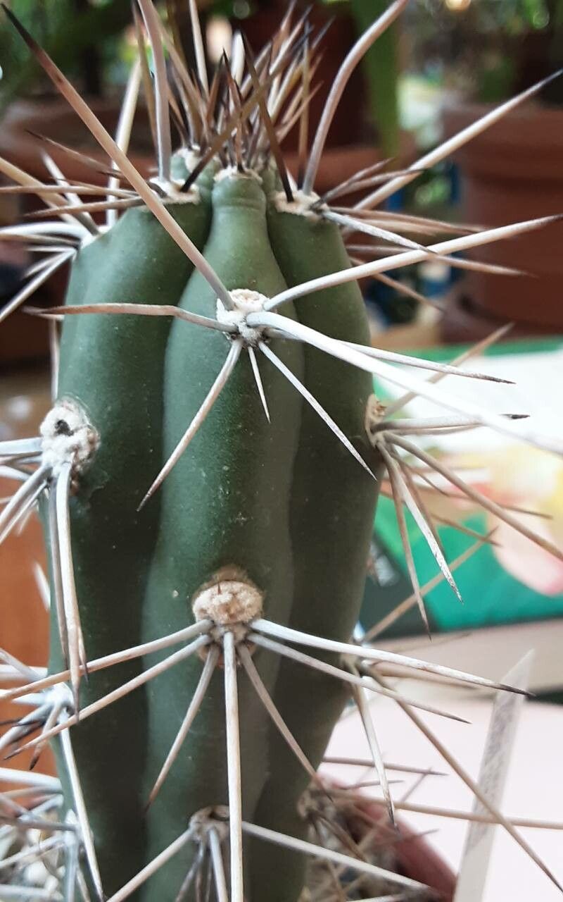 Harrisia martinii habit