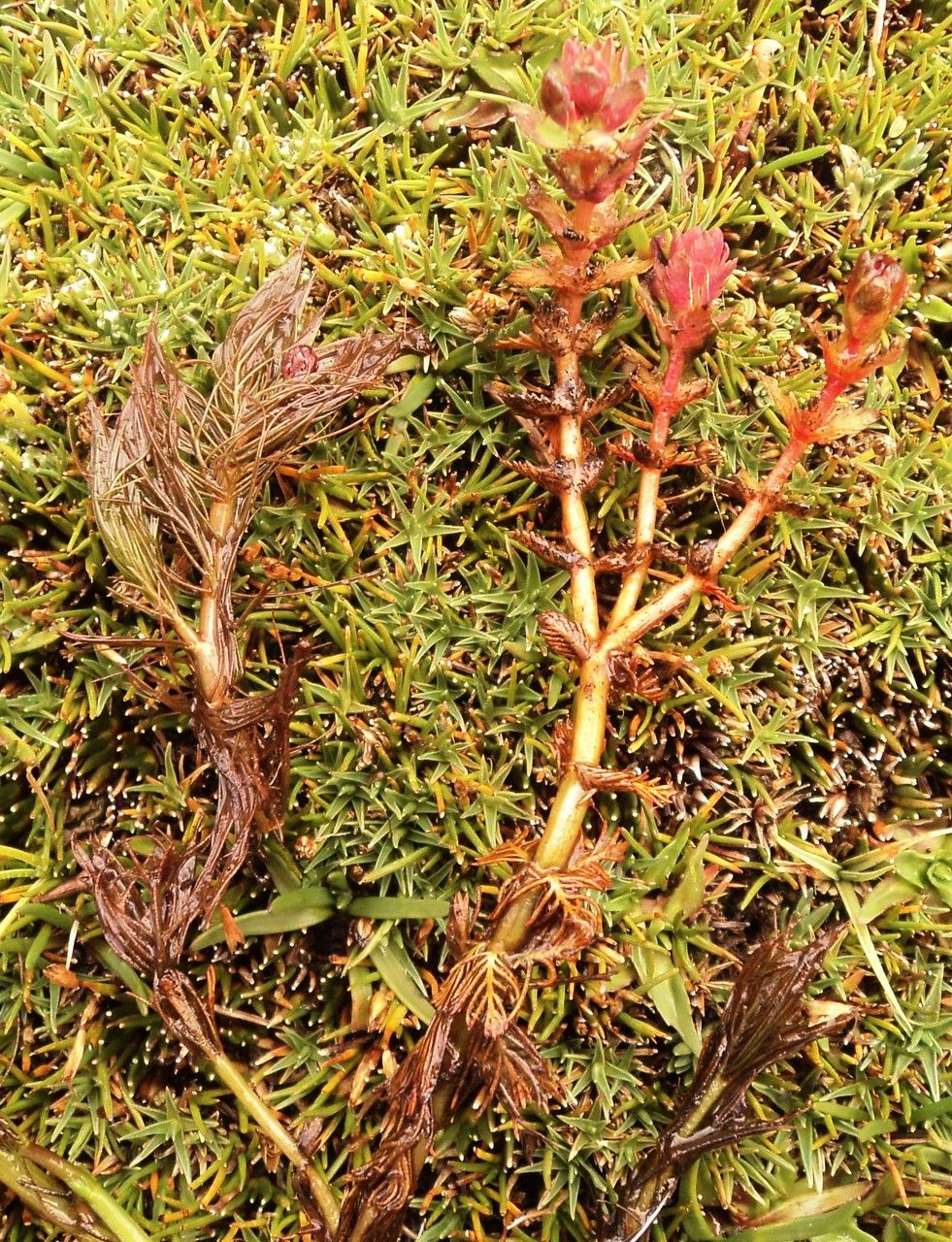 Myriophyllum quitense habit