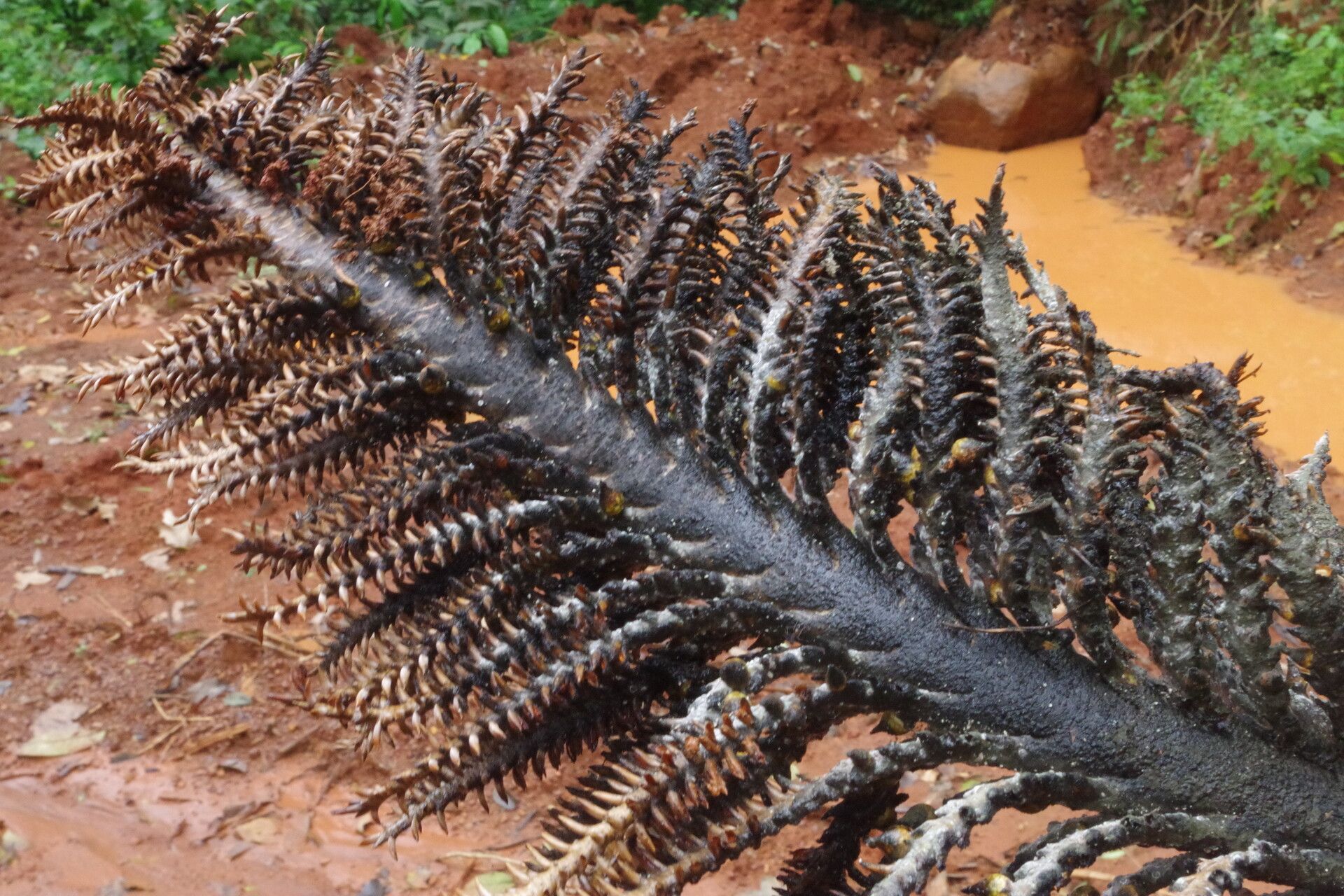 Raphia monbuttorum flower