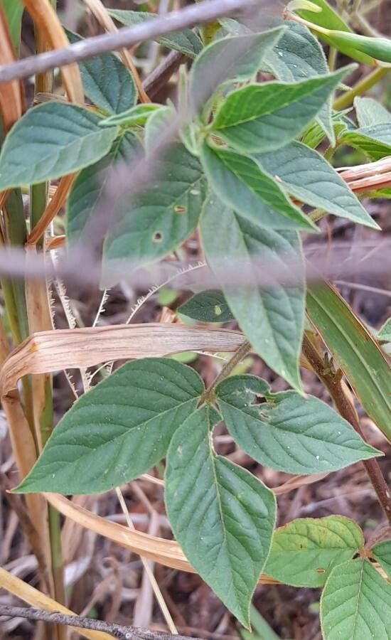 Cleome eyerdamii — houseplant care guide