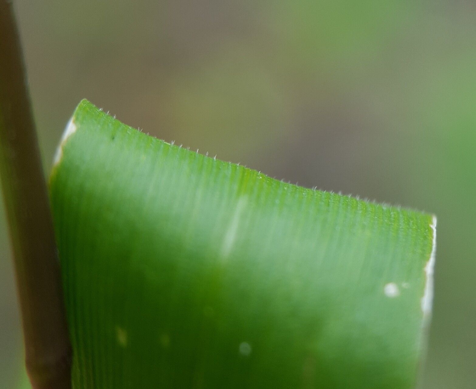 Acroceras elegans bark