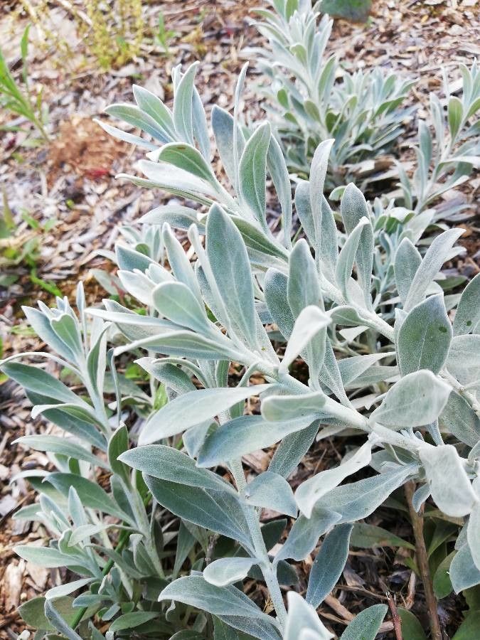 Eremophila glabra — search result for 'Fuchsia'