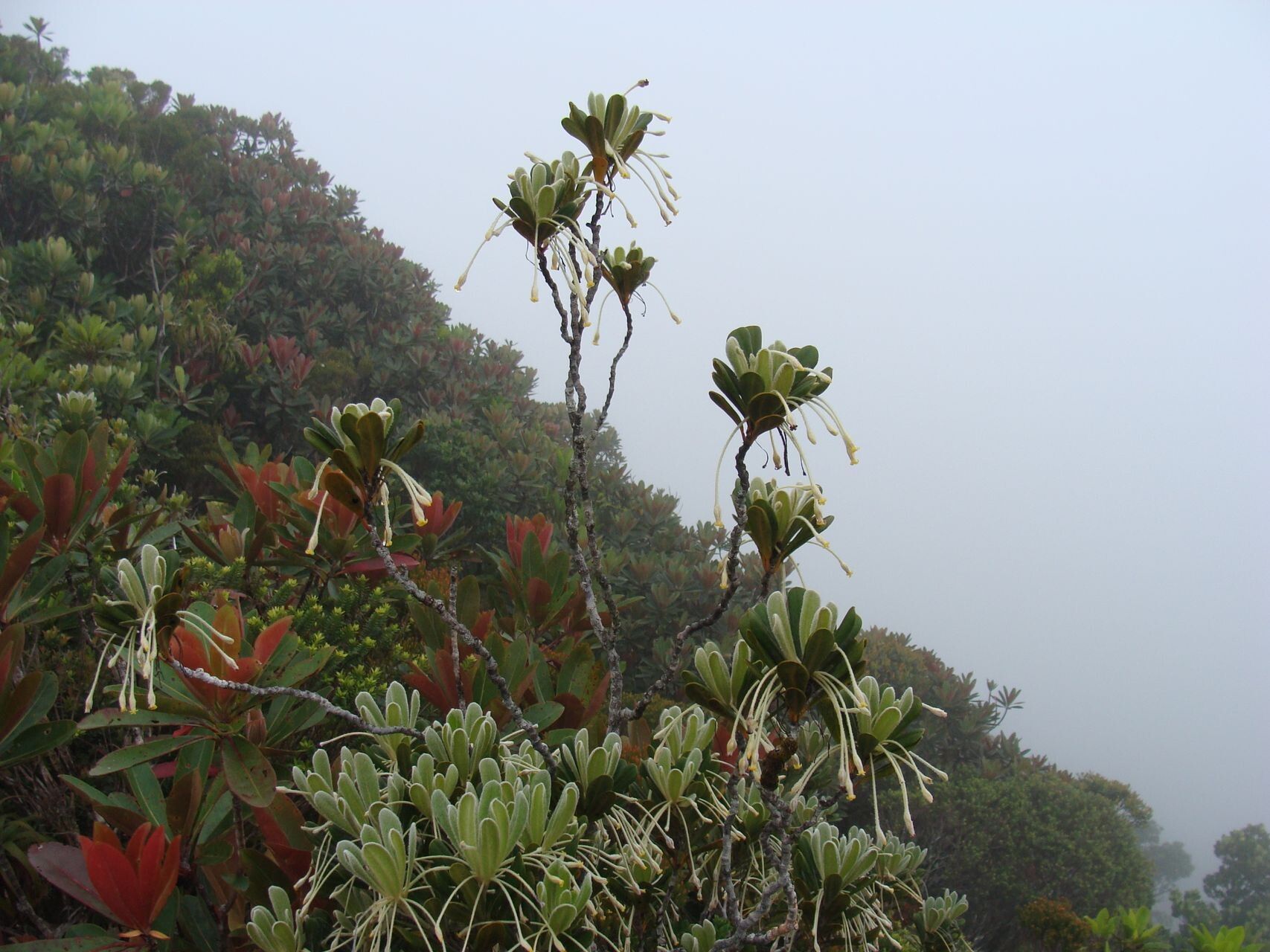Pittosporum lanipetalum habit