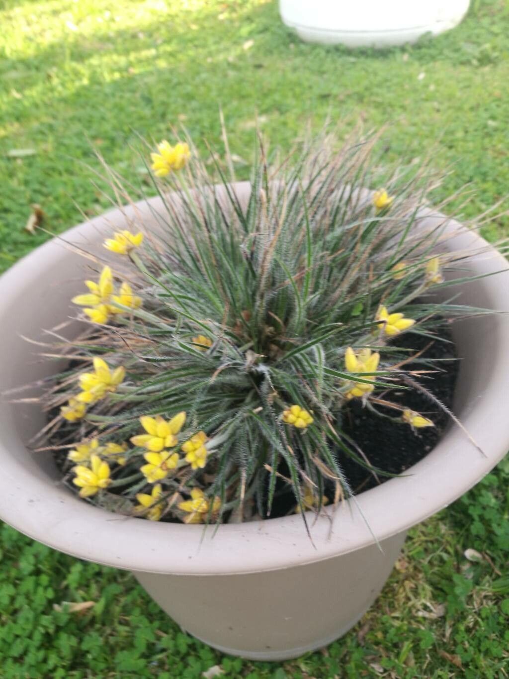 Conostylis setigera — related species from the same genus