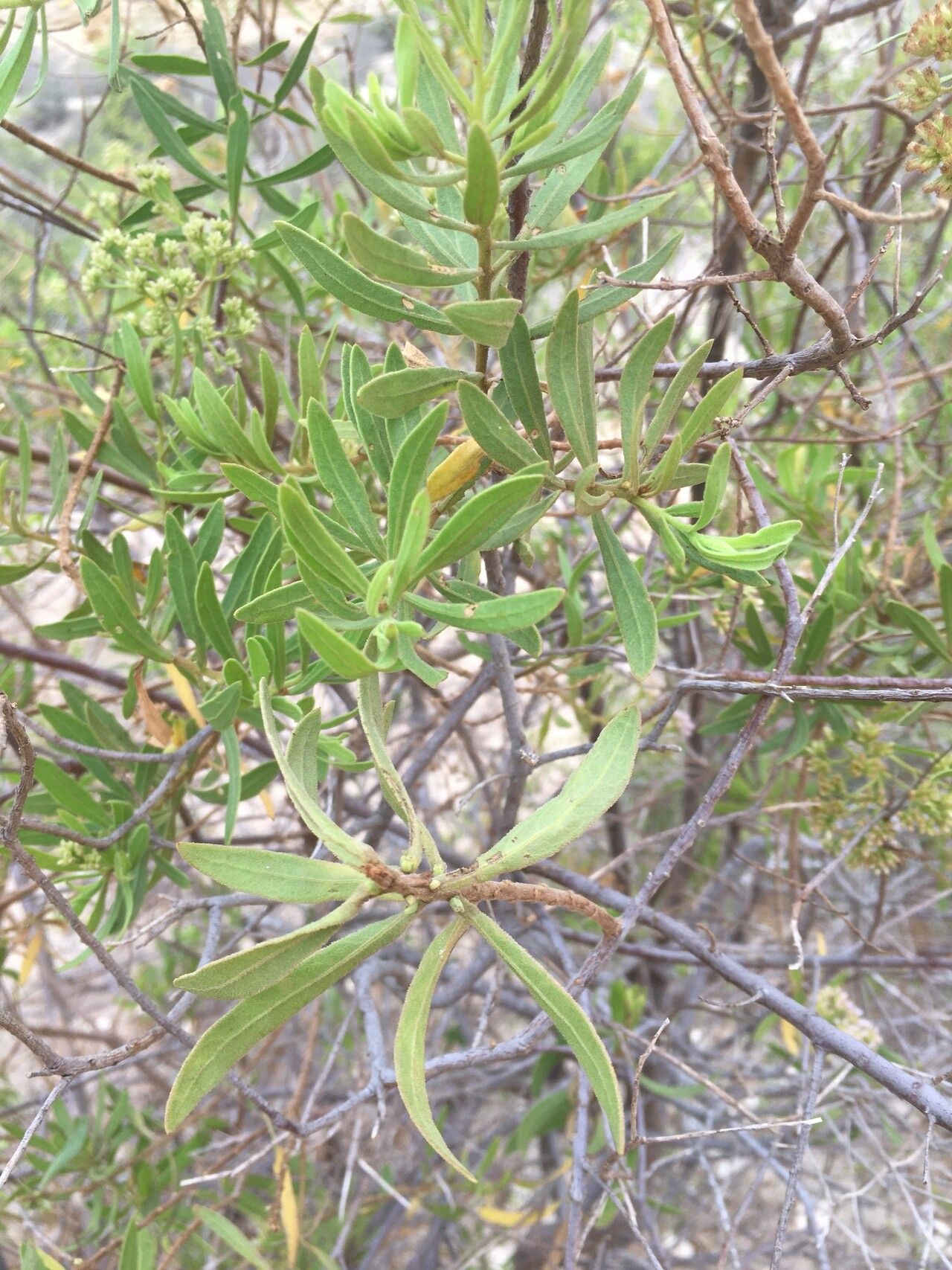 Pluchea grevei — search result for 'Pluchea'