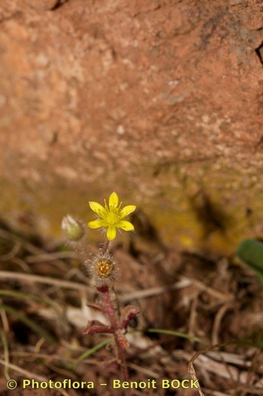 Sedum modestum habit