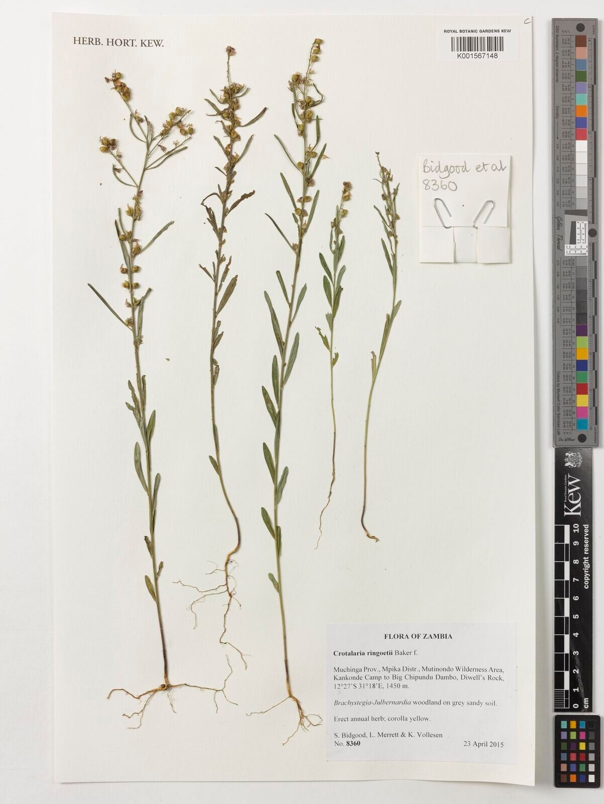 Crotalaria ringoetii — houseplant care guide