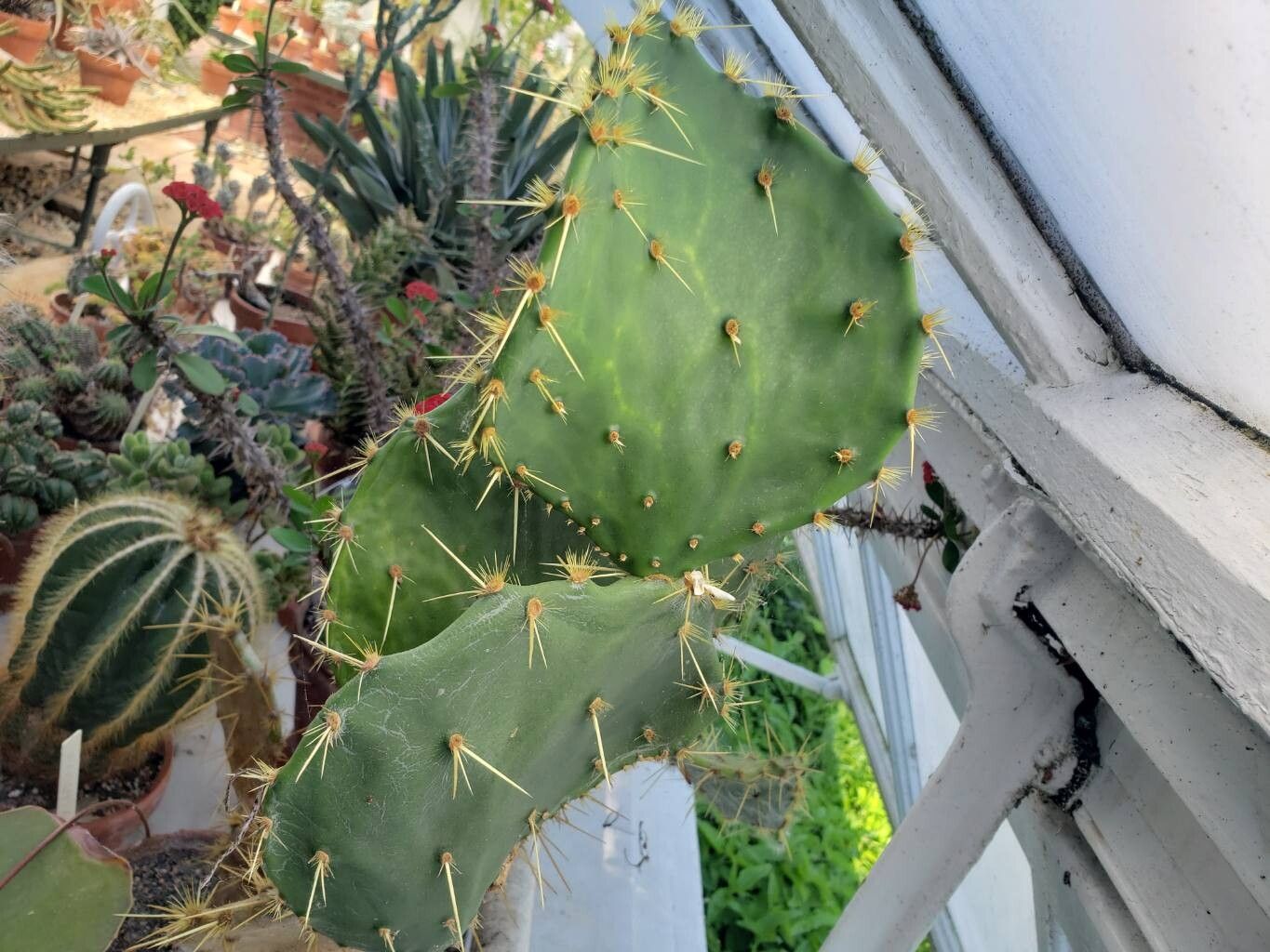 Opuntia tehuacana leaf