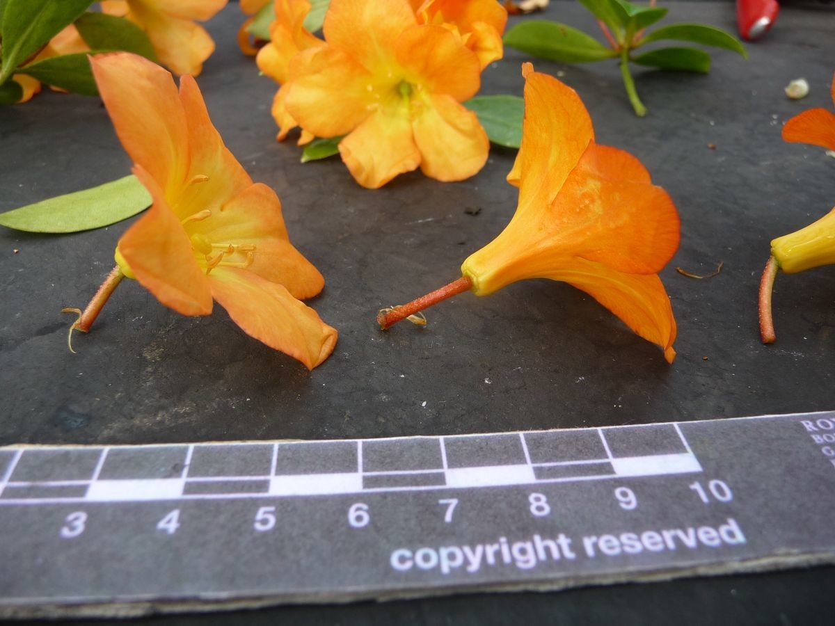 Rhododendron acrophilum other