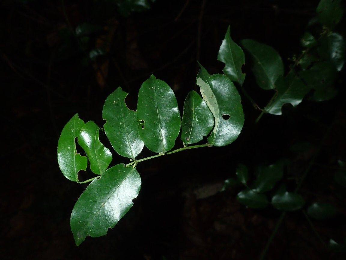 Salacia capitulata — houseplant care guide